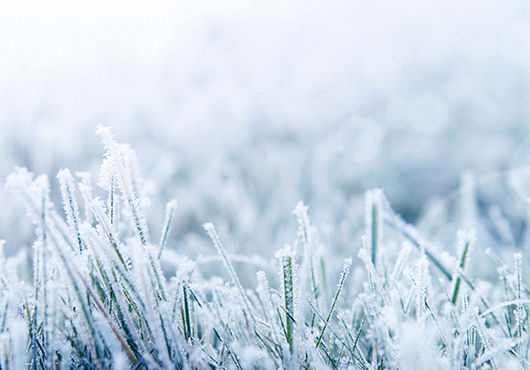 Winter Conditions on the Lawn