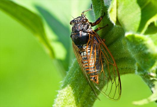 Cicadas in Washington, D.C.