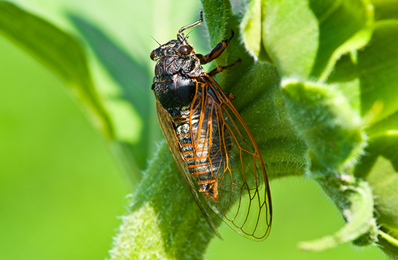 Cicadas in Washington, D.C.